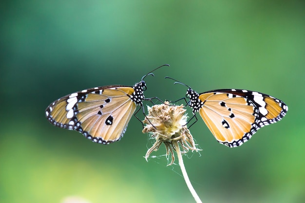 Duas borboletas tigre planas empoleiradas no caule durante a primavera em um fundo verde da natureza