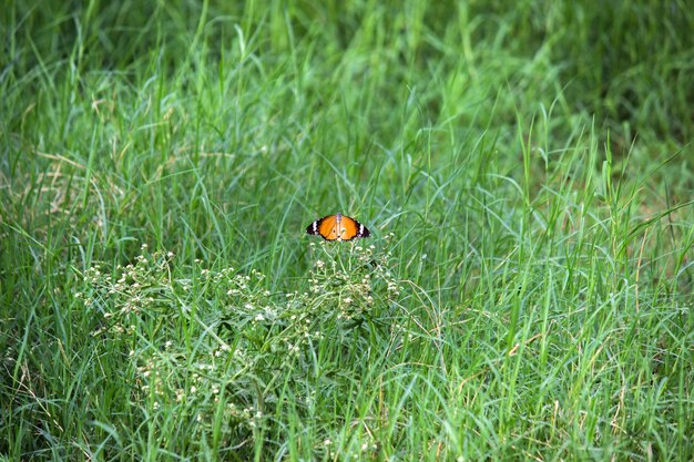 Duas borboletas tigre simples empoleiradas na planta da flor