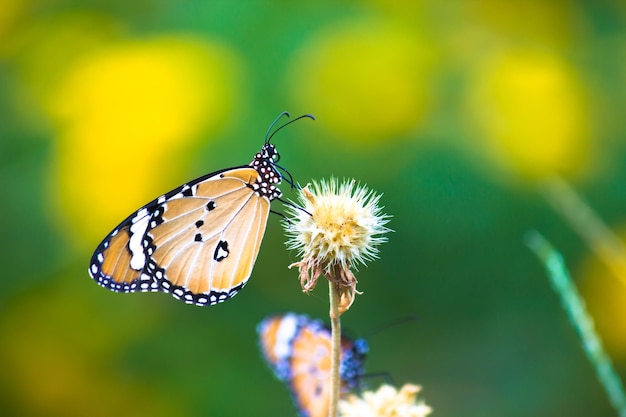 Duas borboletas tigre simples ou Danaus chrysippus empoleiradas na planta durante o fundo da natureza