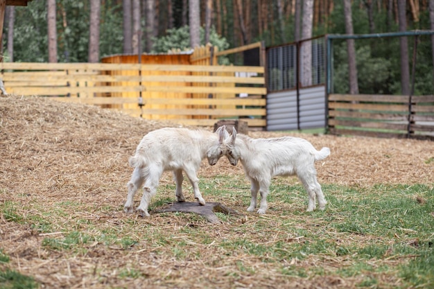 Duas cabras brancas brincam umas com as outras na fazenda Criando cabras e ovelhas Fofo com engraçado