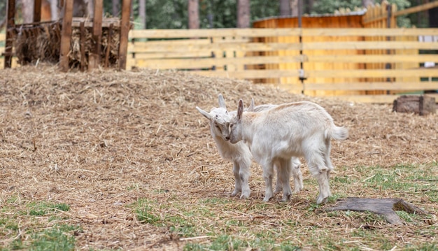 Duas cabras brancas brincam umas com as outras na fazenda Criando cabras e ovelhas Fofo com engraçado