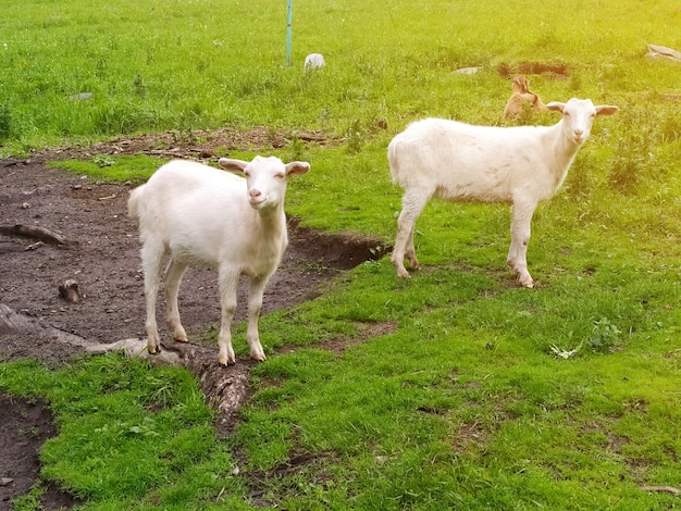 Duas cabras brancas, iluminadas pelo sol, pastam na grama verde. foto móvel.