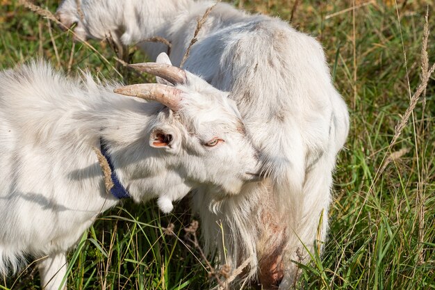 Duas cabras, mãe e filho no campo.