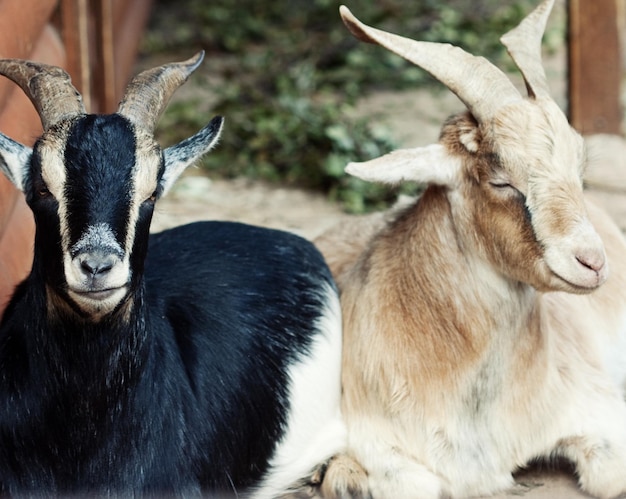 Duas cabras no zoológico