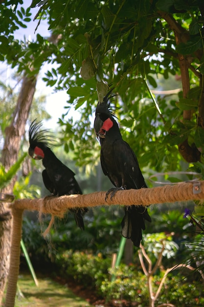 Duas cacatuas Raja sentadas em um galho no zoológico