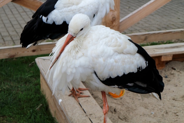 Duas cegonhas brancas. Aves pernaltas grandes, de pernas longas, com bicos longos e grossos.