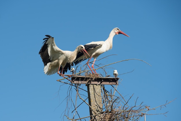 Duas cegonhas brancas no ninho contra o céu azul