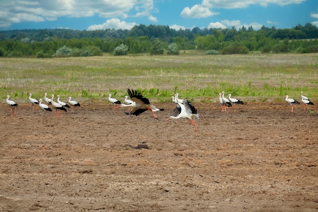 Duas cegonhas de um rebanho, voam sobre um campo arado.