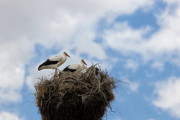 Duas cegonhas em um ninho contra um céu com nuvens