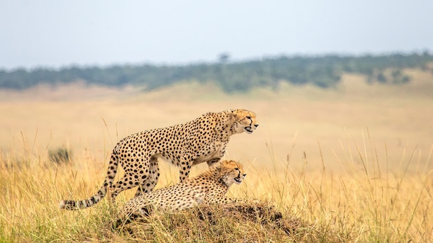 Duas chitas na colina da savana.