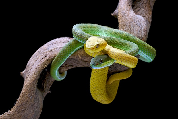 Duas cobras jibóias verdes em um galho
