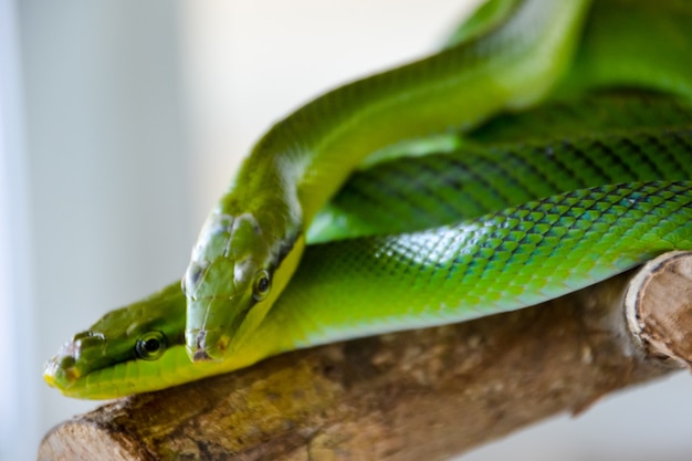 Duas cobras verdes: Ratsnake verde de cauda vermelha (Gonyosoma oxycephalum, também conhecido como Ratsnake arbóreo e Ratsnake de cauda vermelha).