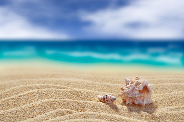 Duas conchas em um fundo de areia amarela limpa para trás fundo desfocado de céu nublado e mar