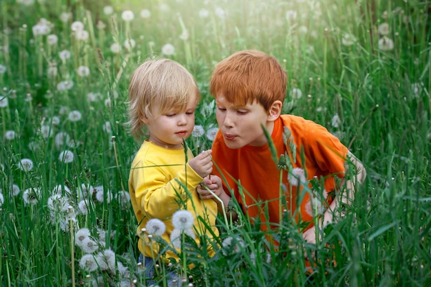 Duas crianças meninos ruivos e uma garotinha loira sopram em flores de dente de leão na natureza no verão