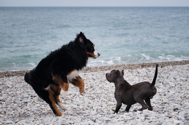 Duas encantadoras raças de cães de família amigáveis no jogo Filhote de pit bull terrier americano de cor azul brinca com grande Bernese Mountain Dog na praia de seixos na costa