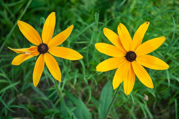 Duas flores amarelas de rudbeckia