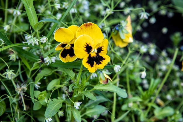 duas flores amores-perfeitos com florzinhas brancas sobre um fundo verde no jardim