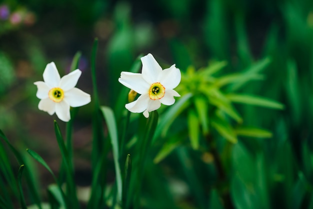 Duas flores brancas bonitas do narciso com centro amarelo no fim verde da luz solar acima. Narcisos amarelos pequenos no macro com copyspace nas hortaliças. Pano de fundo ensolarado brilhante com plantas românticas.
