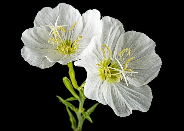 Duas flores brancas de Oenothera isoladas em fundo preto