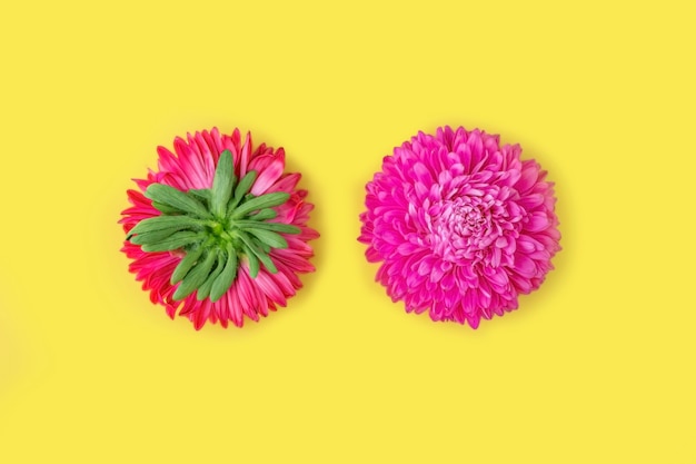 Duas flores de aster frescas rosa verso e rosto inteiro em fundo amarelo. Minimalismo, dois lados. Composição de flores de primavera. Romântico, dia dos namorados, mulheres, dia das mães ou conceito de casamento.