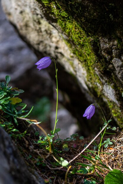 Duas flores de campainha florescendo entre as pedras das montanhas alpinas