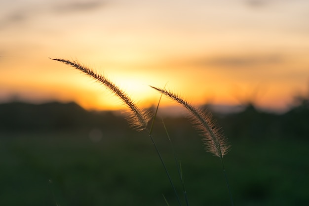 Duas flores de grama cortadas para o sol traseiro.