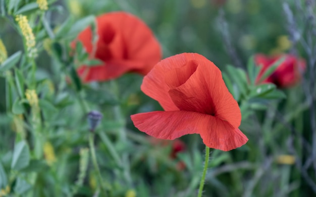 Duas flores de papoula vermelhas entre a grama