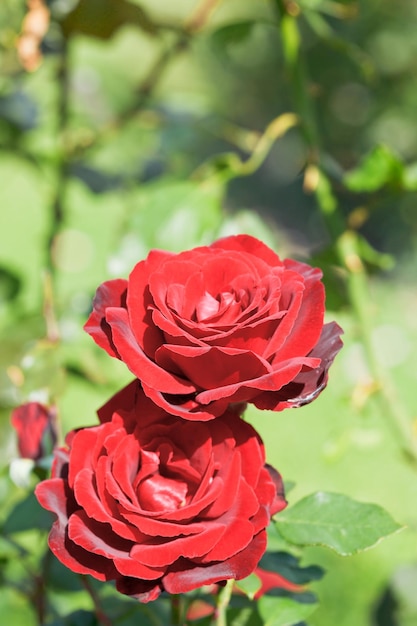 Duas flores de rosas frescas vermelhas fecham