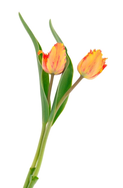 Duas flores de tulipa.