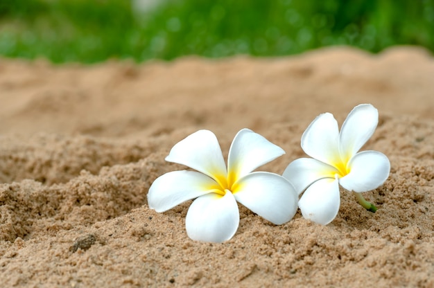 Duas flores para a praia de areia no fundo verde turva