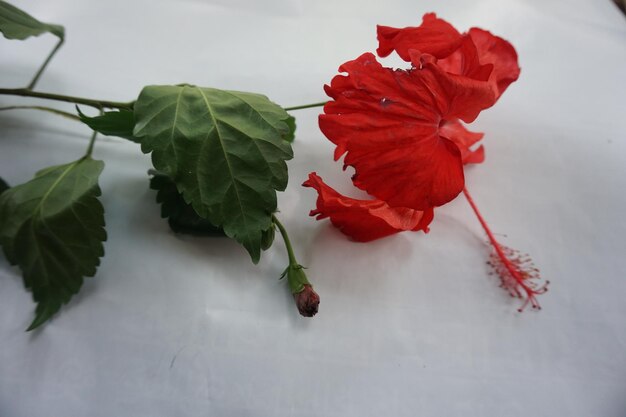 Foto duas flores vermelhas com folhas verdes e uma tem a palavra nela