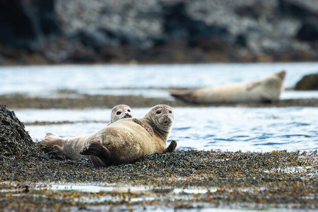 Duas focas à beira-mar