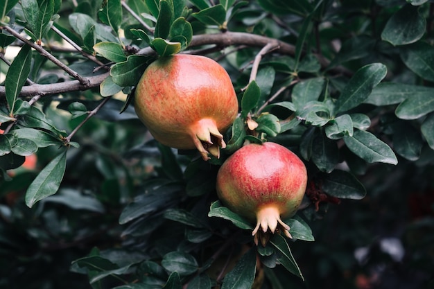 Duas frutas frescas de romã penduradas em um galho com molduras no jardim.