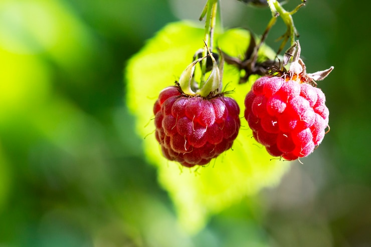 Foto duas frutas vermelhas maduras de framboesas da floresta em um fundo verde embaçado, sobremesa de verão