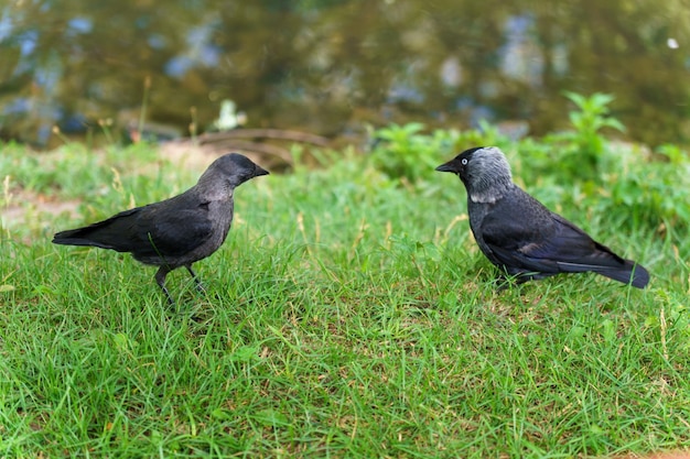 Duas gaivotas estão andando na grama verde em busca de comida Belos pássaros pretos no parque no gramado
