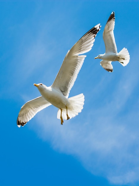 Duas gaivotas voando no céu