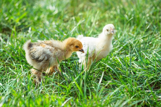 Foto duas galinhas na grama, raça brahma