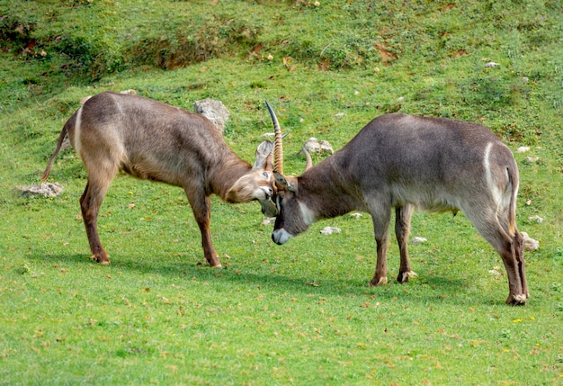 Duas gazelas Oryx lutando