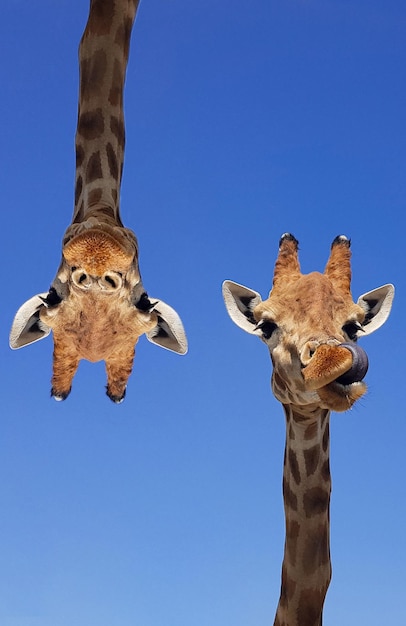 Duas girafas com céu azul como cor de fundo cabeça e rosto de girafa contra um céu azul sem nuvens com espaço de cópia giraffa camelopardalis retrato engraçado de girafa fotografia vertical