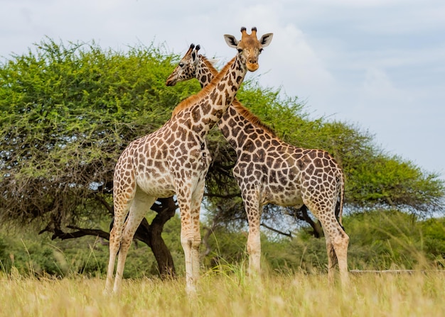 Duas girafas com o pescoço cruzado em uma forma de amor