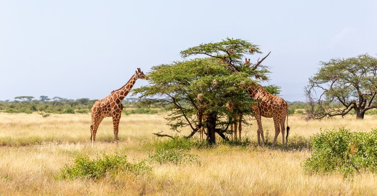 Duas girafas da Somália comem folhas de acácias