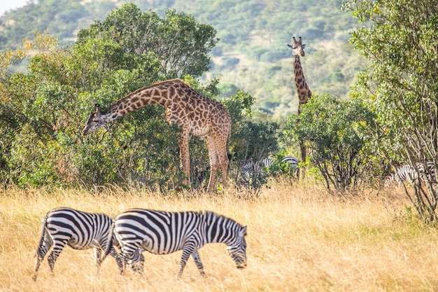 Duas girafas e duas zebras no Masai Mara Kenya