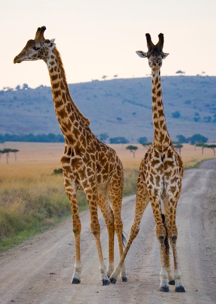 Duas girafas na savana