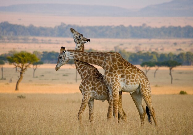 Duas girafas na savana