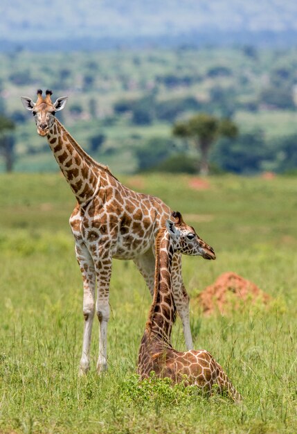 Duas girafas na savana.