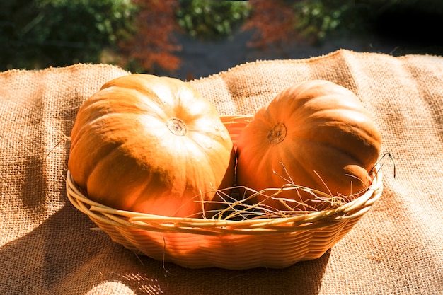 Duas grandes abóboras laranja texturizadas com cesta e feno em uma luz solar quente. Colheita de outono. Estilo rústico