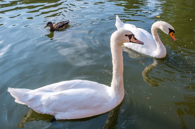 Duas grandes cisnes brancas nadando na superfície de um lago de água do rio.