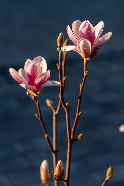 Duas grandes flores desabrochando e muitos botões grandes e pequenos. fechar-se