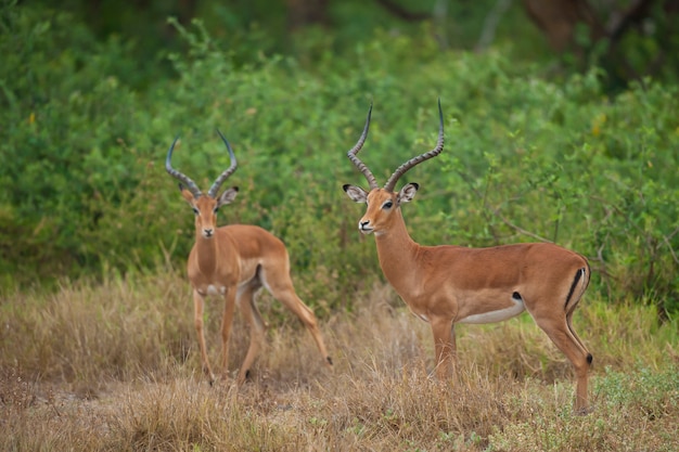 Duas impalas no mato