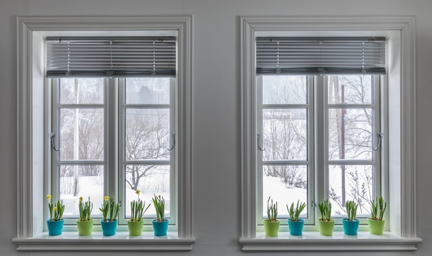 Duas janelas decoradas com vasos coloridos de narcisos-anões, Narciso. Primavera com neve lá fora.